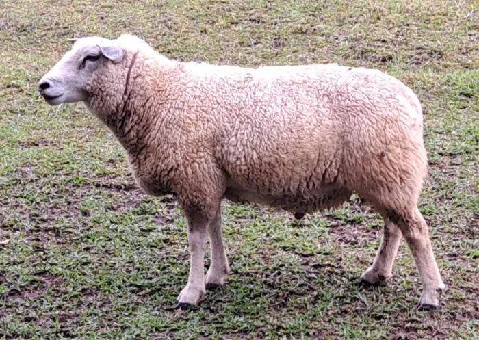 Carneiro Texel PO