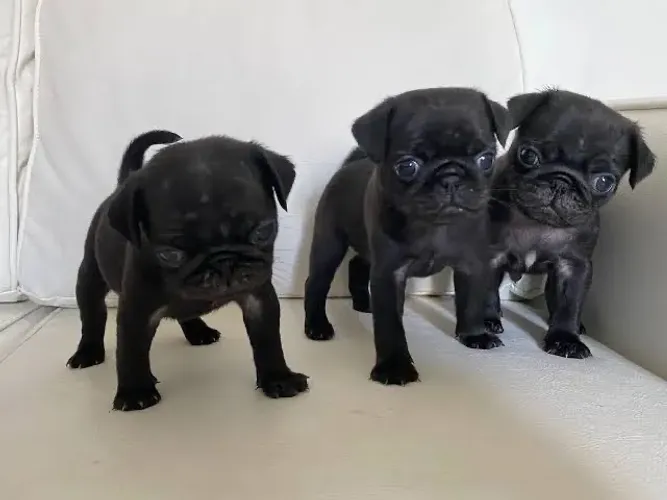 Pug Macho e Fêmea 