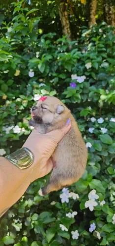 Lulu da pomerania femea pitica