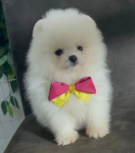 LULU DA POMERANIA URSINHO!!!