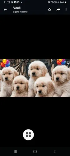 GOLDEN RETRIVER ESTILO COM PEDIGRI EUROPEU 3000