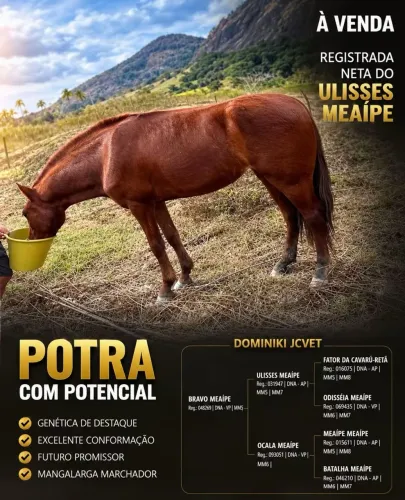 Égua neta do Ulisses Meaipe