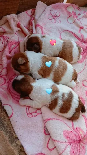 Shih tzu