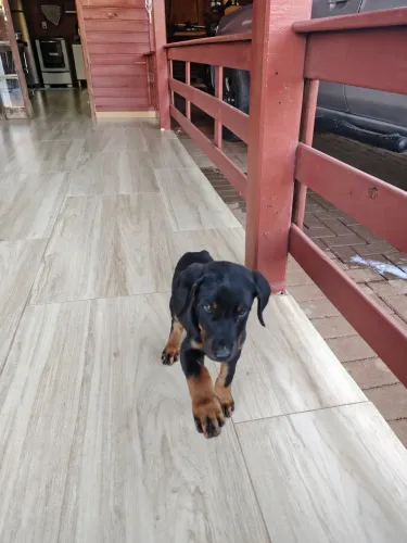 Filhote de Dobermann puro.