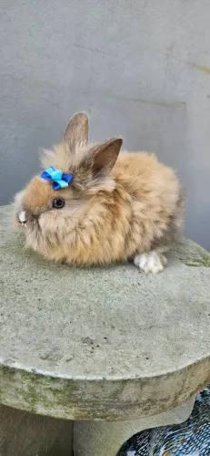 Coelhos Mini Lion