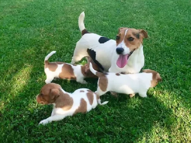 o cachorro do mascara O seu futuro melhor amigo esta aqui - Chama 9 975I649I