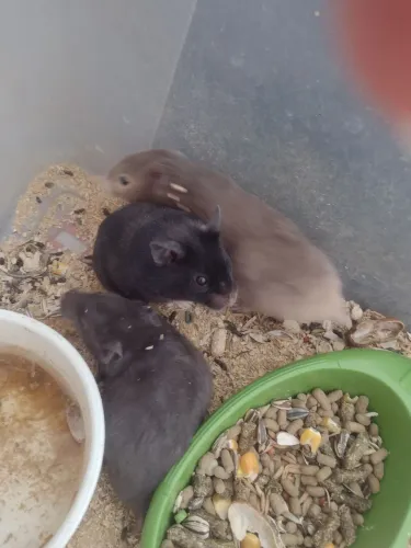 Filhotes de hamster sírio 