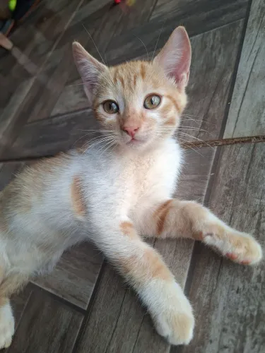 Gatos filhotes