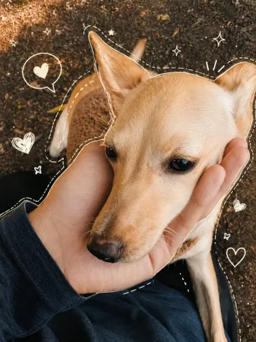 Doação de dog 