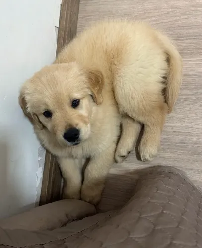 Vendo filhote de Golden macho 60 dias