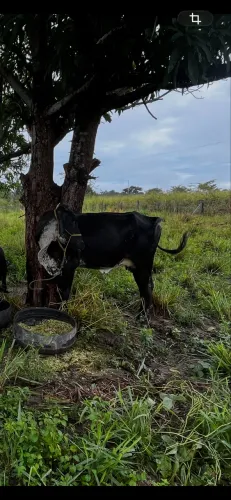Vaca de leite