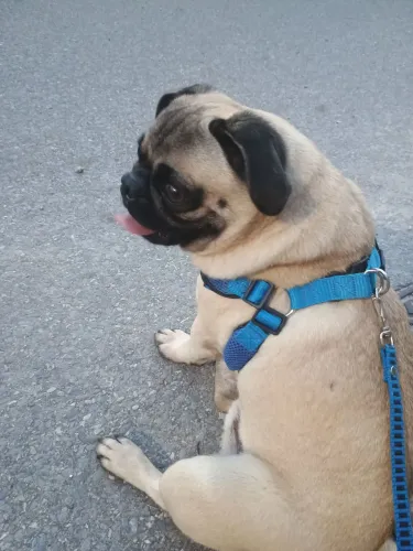Pug macho 