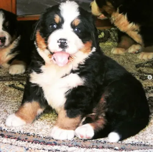 Bernese Mountain Dog,Bernese Mountain Dog Filhote Disponível Entrega Facilitada