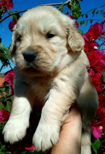 Lindos filhotes de Golden Retriever
