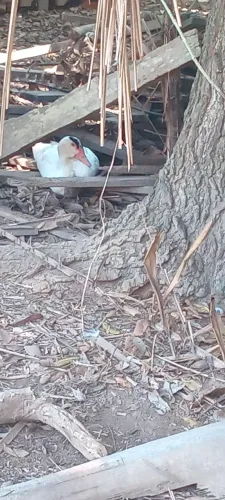 Patos 