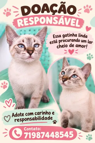 Filhote de gatinha para doação