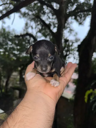 Filhote Pinscher FÊMEA 