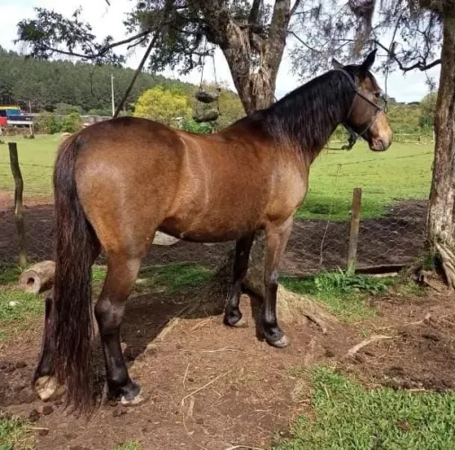 Égua baia criola certa de laço