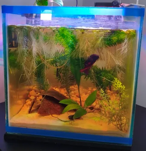 Aquario 15 litros completo (25x25x25)
