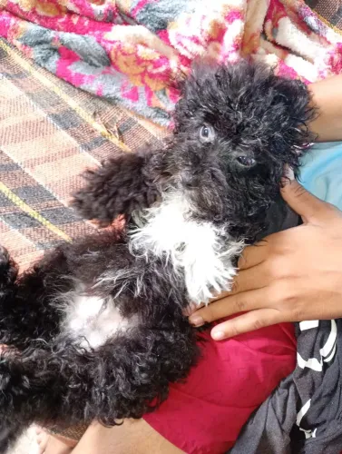Cachorro macho 