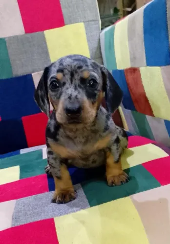 Vendo femea Arlequim de Dachshund 