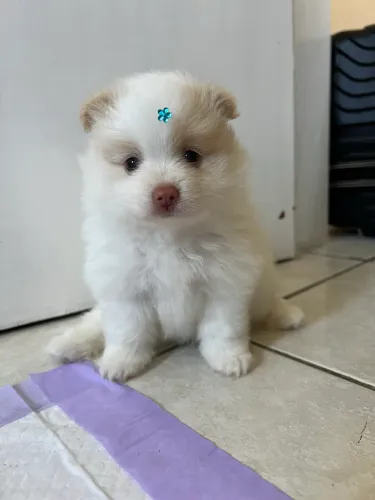 Filhote fêmea de Spitz Alemão (Lulu da Pomerânia)