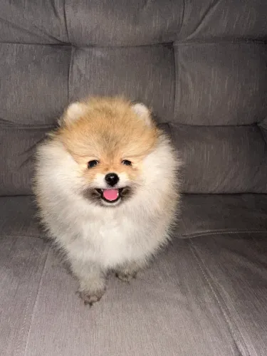 Lulu da pomerania fêmea 