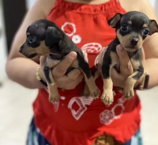 Filhote de Pinscher