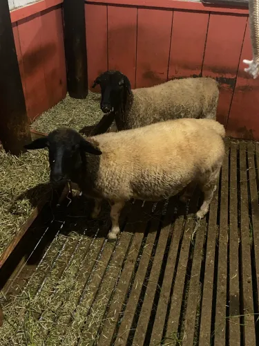 Vende-se ovelhas raça dorper