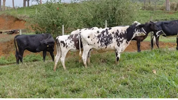 NOVILHAS DE INSEMINAÇÃO