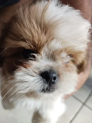 FILHOTES SHIH TZU PURO SANGUE PORTE PEQUENO