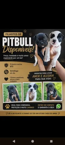 Filhote de Pit Monsters