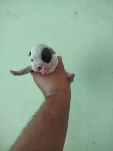 Filhote de Bulldog francês disponível 1 macho e 1 fêmea 