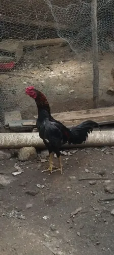 Galo Índio