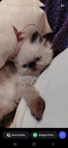 Gatos Persas
