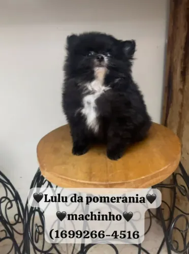 Spitz alemão ursinho