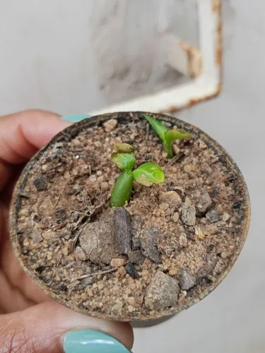 Muda de Rosa do deserto