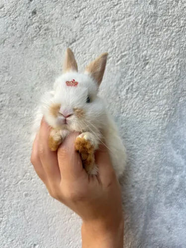 Filhotes de Coelho Mini Lion com Mini Lop