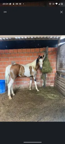 Cavalo Pampa de Baio vendo ou troco em gado