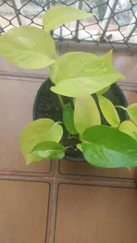 Plantas