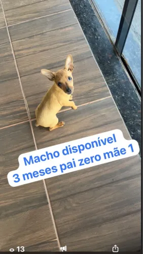 Pincher macho 3 meses pai zero mãe 1