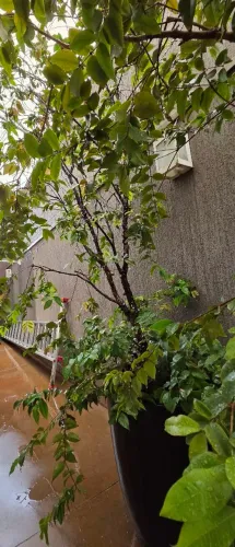 Jaboticabeira junto com vaso vietnamita