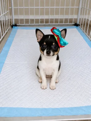 Chihuahua micro com pedigree linhagem importada!