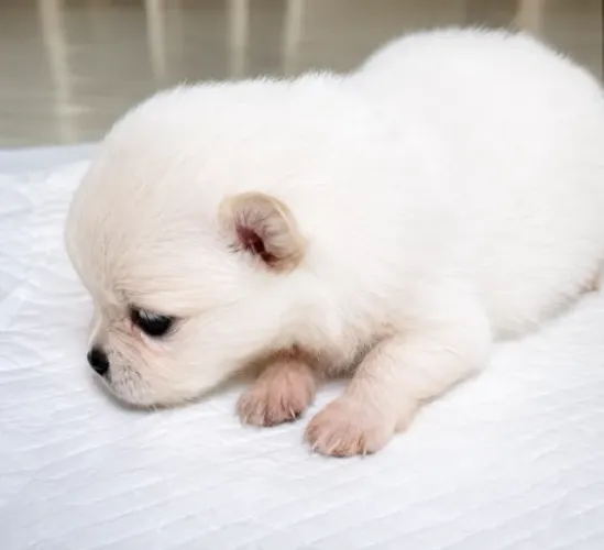 Spitz Alemão Branco Macho - Filhote | Pais Pequenos