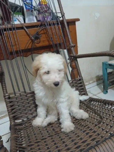 Animais de estimação 