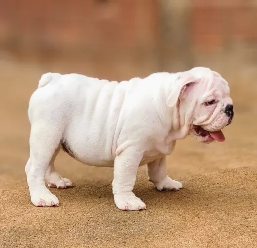 Filhote Bulldog Inglês 