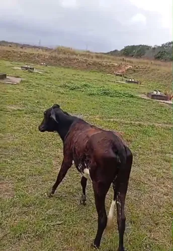 Vaca Novilha