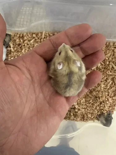 MATRIZ hamster russo