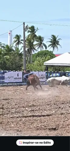 Cavalo quarto de milha 