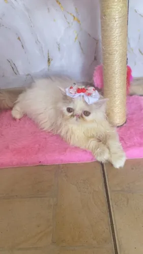 Gata Perça 5 meses